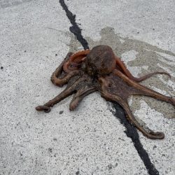 やっと今年1本目〜