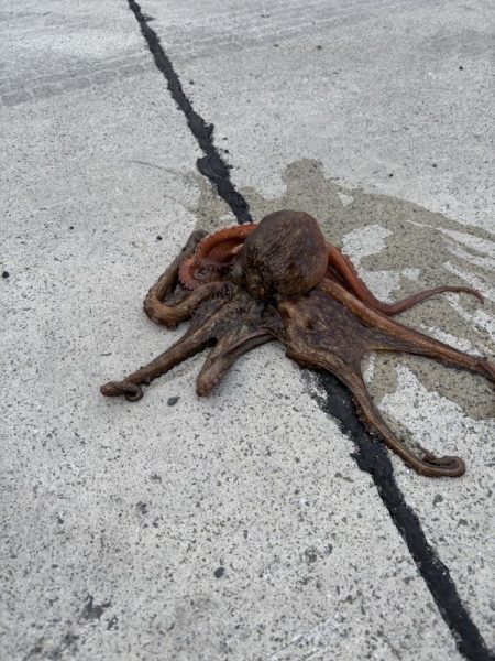 やっと今年1本目〜