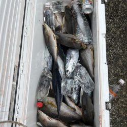 五目釣りでイサキ狙い