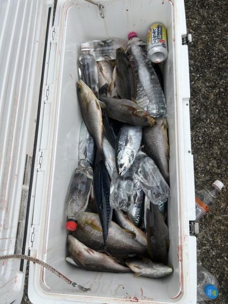 五目釣りでイサキ狙い