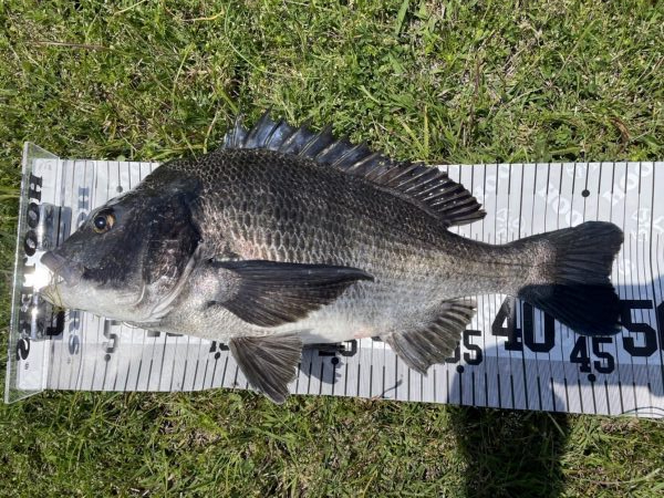 イチノ兄弟、釣果!