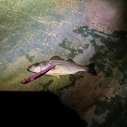 爆風バチ抜けシーバス