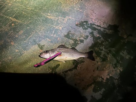 爆風バチ抜けシーバス