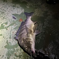 バチ抜けシーバス