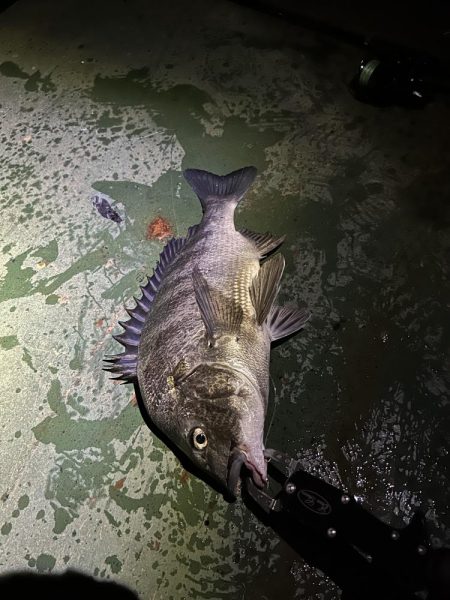 バチ抜けシーバス