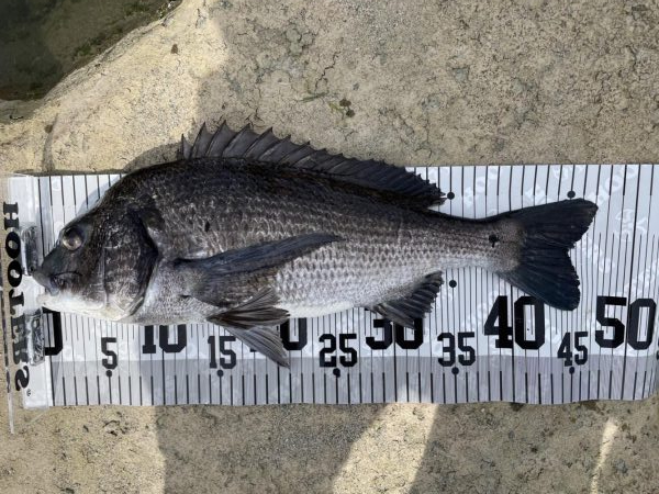 イチノ兄弟、釣果！