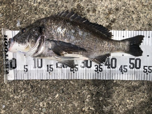 イチノ兄弟、釣果！