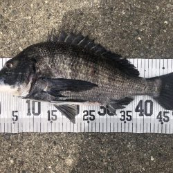 イチノ兄弟、釣果！