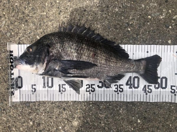 イチノ兄弟、釣果！