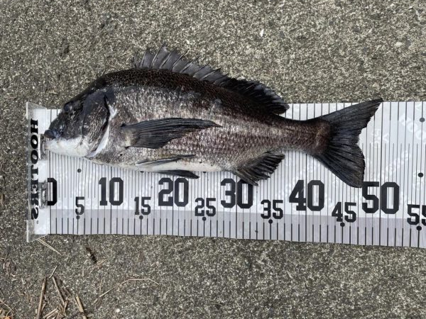 イチノ兄弟、釣果！