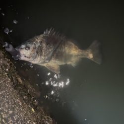 ナイトゲームで初チヌ！