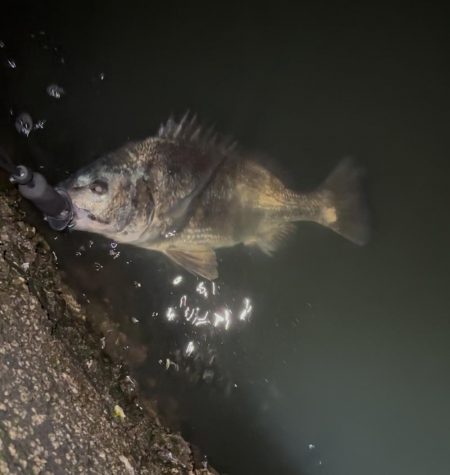 ナイトゲームで初チヌ！