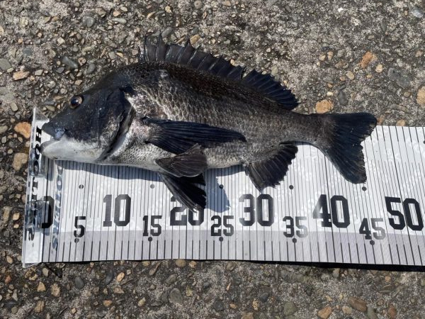 イチノ兄弟、釣果!