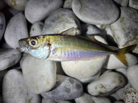 フロートエサメバル釣法！！