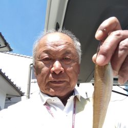 やっとキスが釣れ始めました