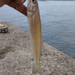 播磨新島のキス釣査