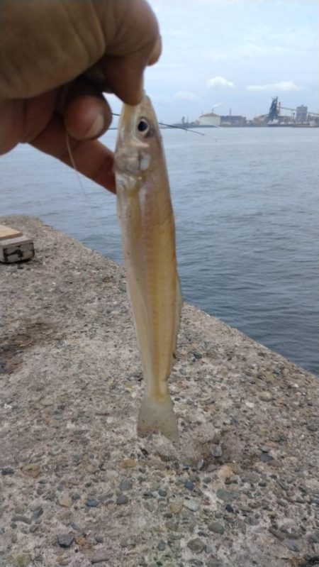 播磨新島のキス釣査