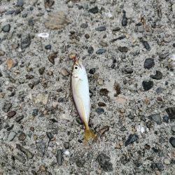 色々釣れました。五目釣り。