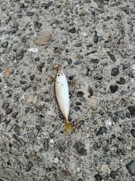 色々釣れました。五目釣り。