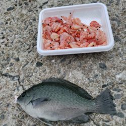見たこと無い魚釣れたよ！
