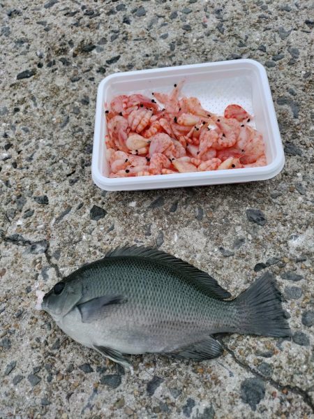 見たこと無い魚釣れたよ！