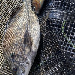 チヌフカセ釣り