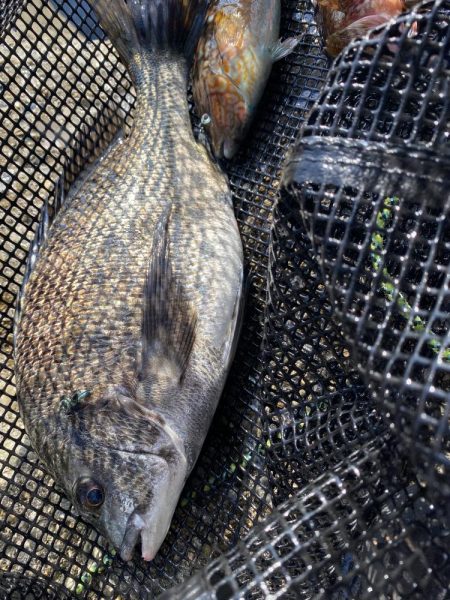 チヌフカセ釣り