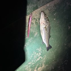 バチ抜けシーバス