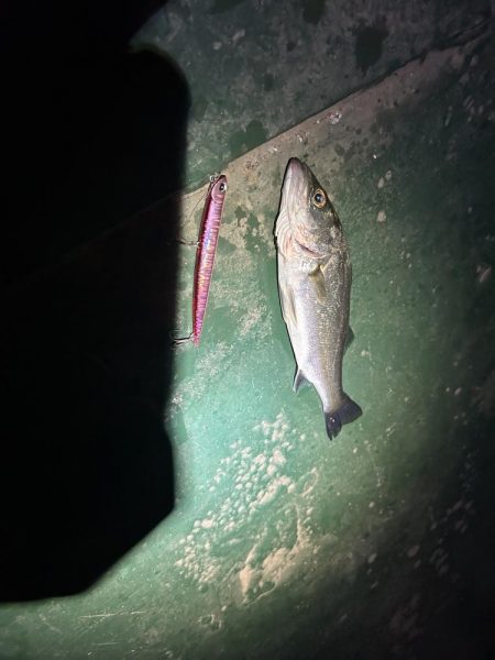 バチ抜けシーバス