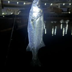 バチ抜けシーバス