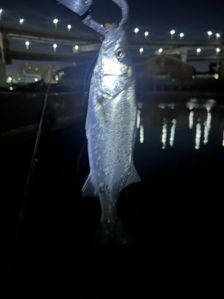 バチ抜けシーバス