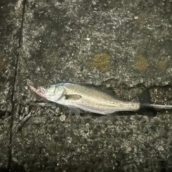 バチ抜けシーバス