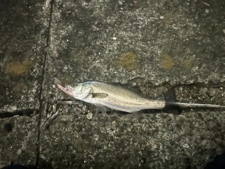 バチ抜けシーバス