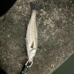 バチ抜けシーバス