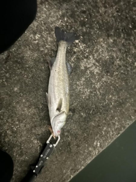 バチ抜けシーバス