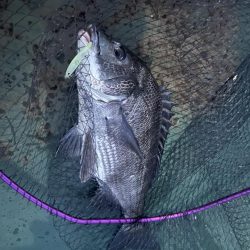 バチシーバス最終戦