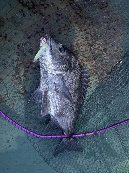 バチシーバス最終戦