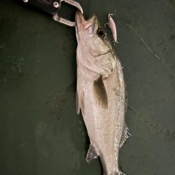 マイクロバチシーバス