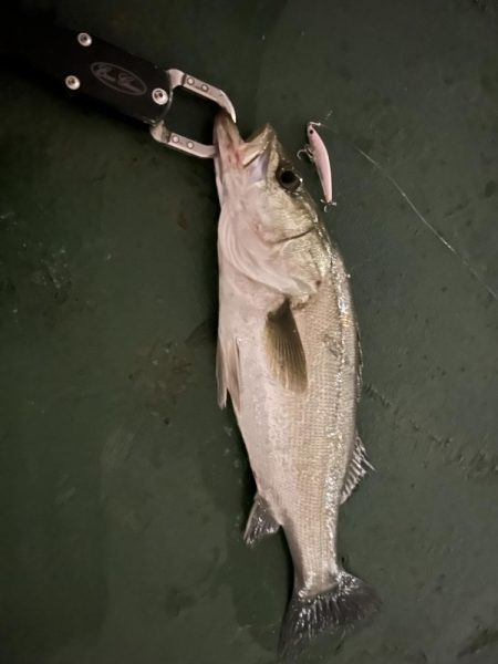 マイクロバチシーバス