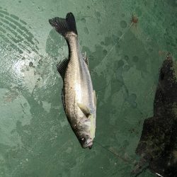 雨の中のバチシー