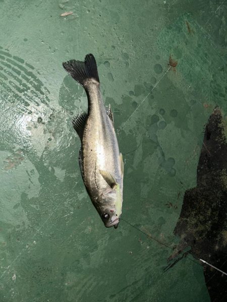 雨の中のバチシー