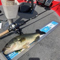 GW北山田40cm〜4匹