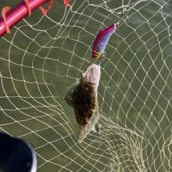 GW終盤宮津湾偵察