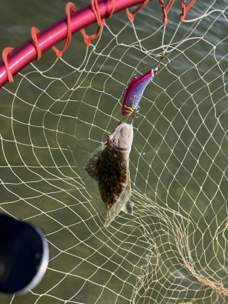 GW終盤宮津湾偵察