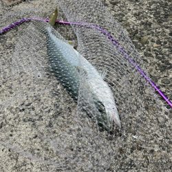 ★★ヒットパターン攻略で青物ゲット★★