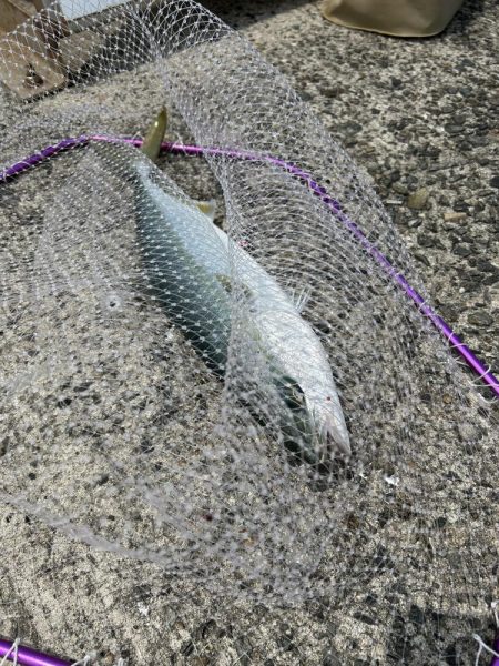 ★★ヒットパターン攻略で青物ゲット★★