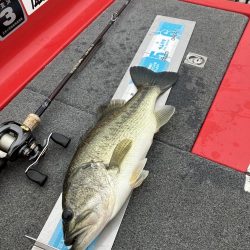 北山田53、45cm他3匹