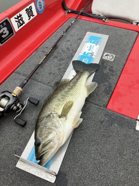 北山田53、45cm他3匹