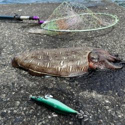 カミナリイカゲット