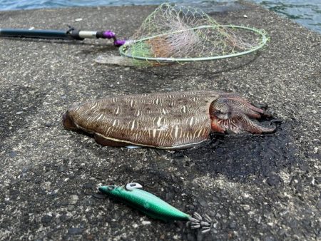 カミナリイカゲット